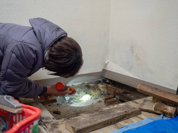 Best Emergency Mold Remediation  in Willow Park, TX